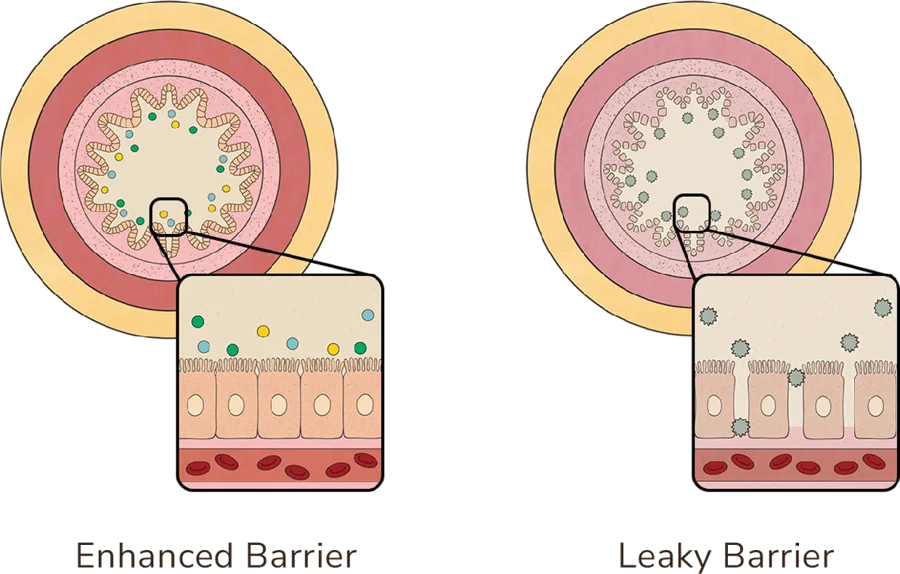 Gut Health illustration