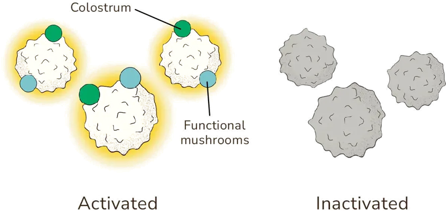 Immune Defense illustration