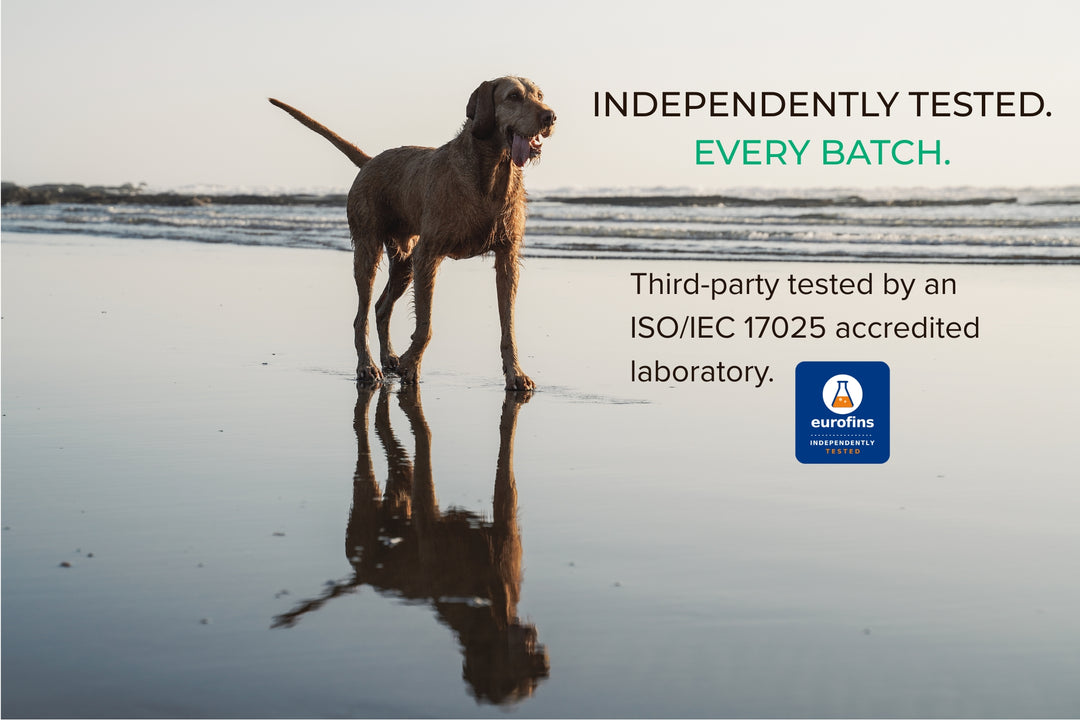 Dog standing on a beach at sunset beside the words: Independently tested. Every batch.