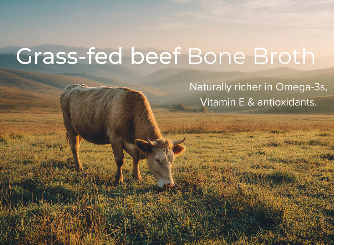 Grass-fed cow grazing in a pasture, the source of the bone broth in MD1