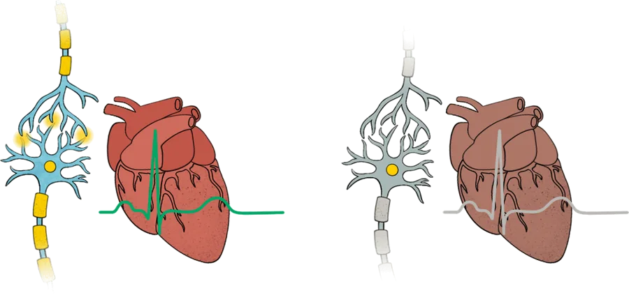 Brain & Heart illustration