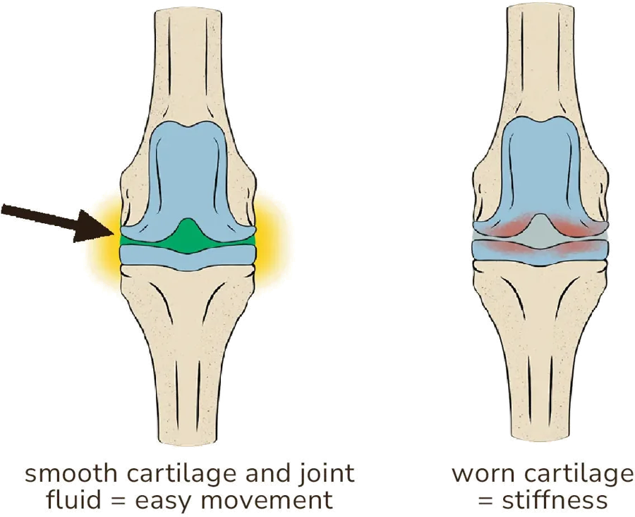 Joint Mobility illustration