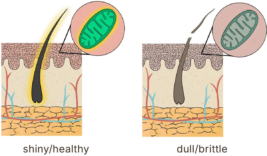 Cellular Vitality illustration
